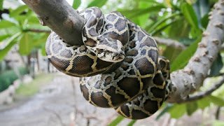 burmese-python-tree.jpg.adapt.945.1.jpg