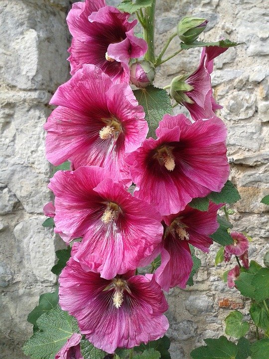 hollyhock-1530954_960_720.jpg