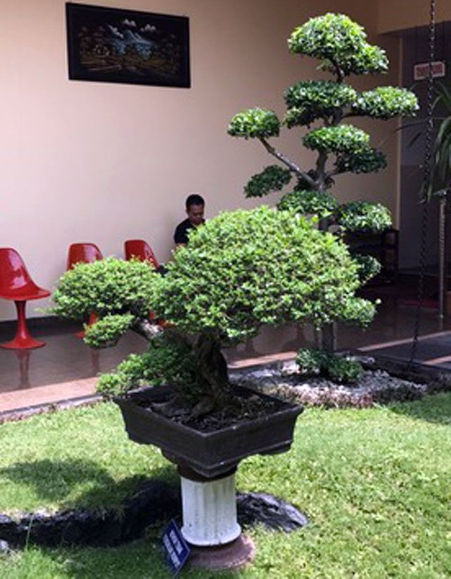 Bonsai_04.jpg