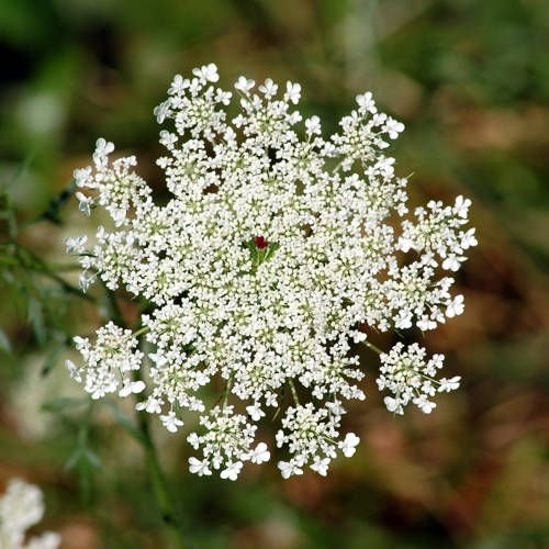 QUEEN ANNE'S LACE (Wild Carrot).jpg