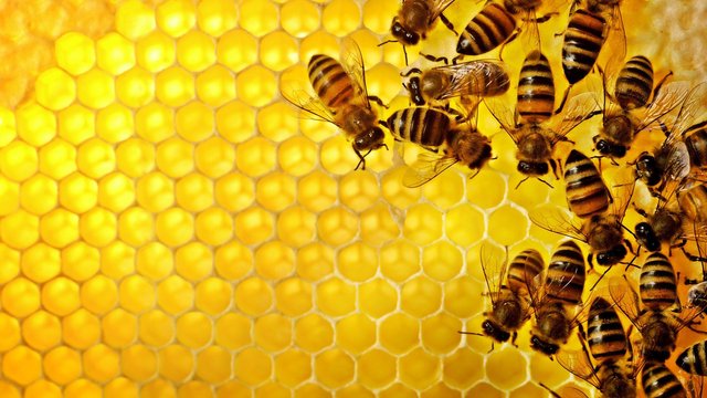 Bees-on-Honeycomb-1.jpg