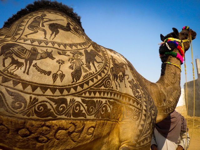 camel-pushkar-fair-rajasthan-1024x771.jpg