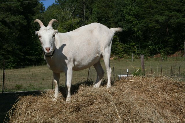 Goat-on-a-hay-bale.jpg