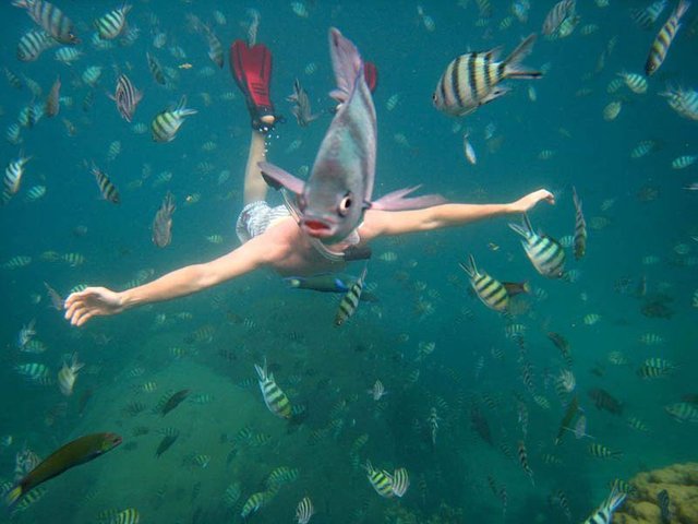 underwater-fish-photobomb-nick kell.jpg