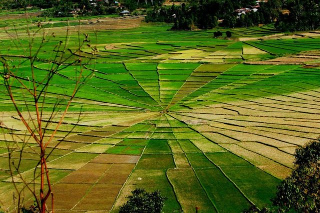 sawah-jaring-laba-laba-raksasa-di-flores-buat-turis-tercengang-160909k_3x2.jpg