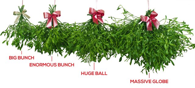 mistletoe_sizes.jpg