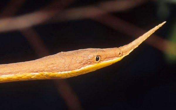 1.-Malagasy-Leaf-nosed-Snake.jpg