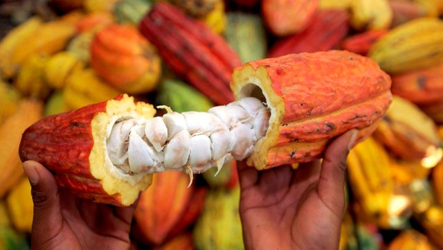 cacao-cosecha.jpg