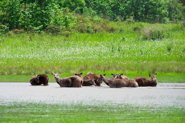 wild-life-beauty-of-sundarban-national-park-sundarbantours-39761672-3000-2000.jpg