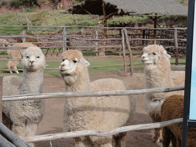 Alpaca Farm 11.JPG