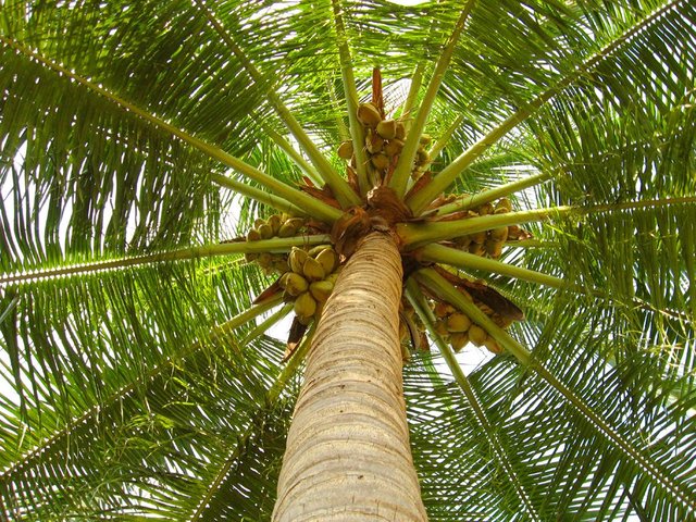 coconut_tree_by_asramnath.jpg