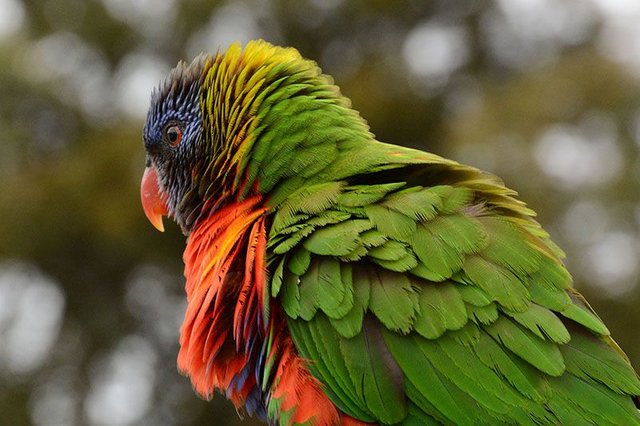 lorikeet1.jpg