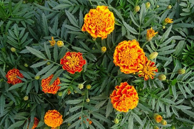 french-marigolds-2.jpg