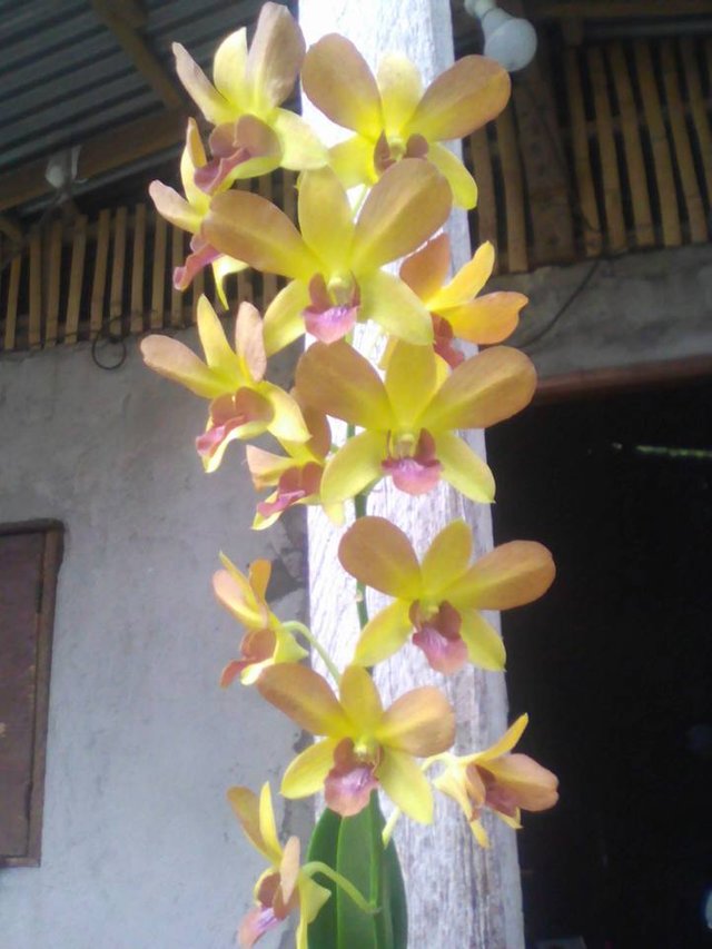 orchids.jpg