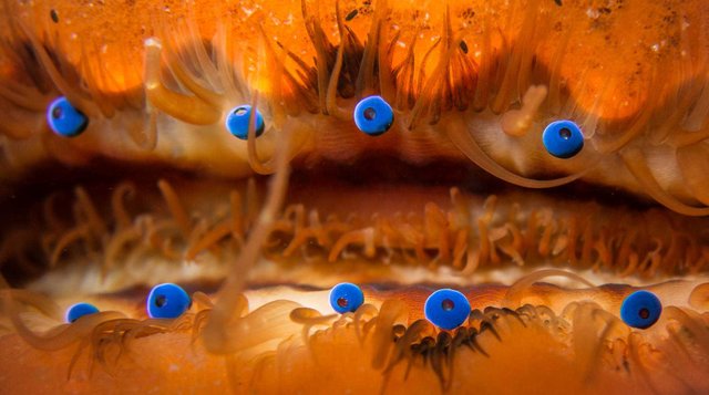 scallop-eyes.jpg