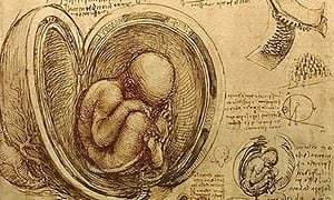 Study-of-fetus-by-Leonard-003.jpg