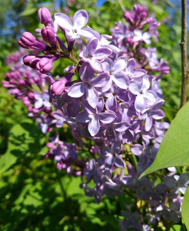 Beautiful Color Blossoms  Photography in Steemit Blog