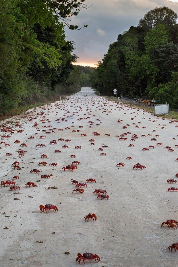 crabs2.jpg