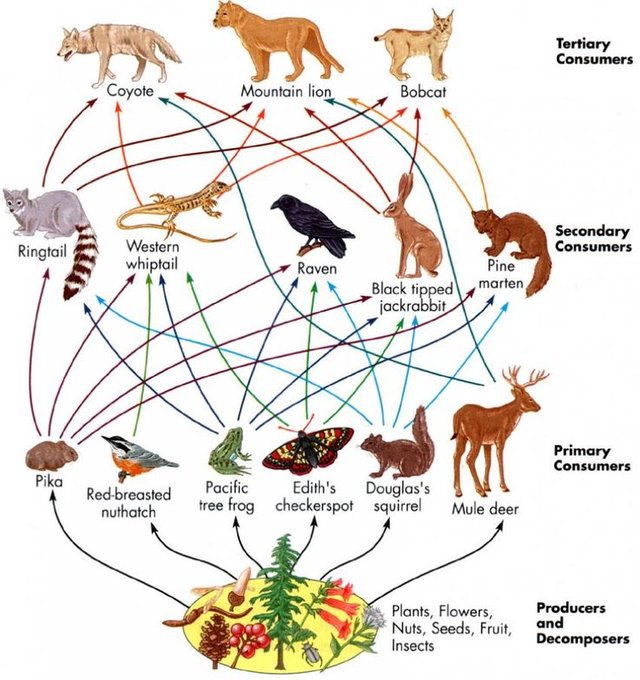 A keystone species. Where are stars !have they gone…