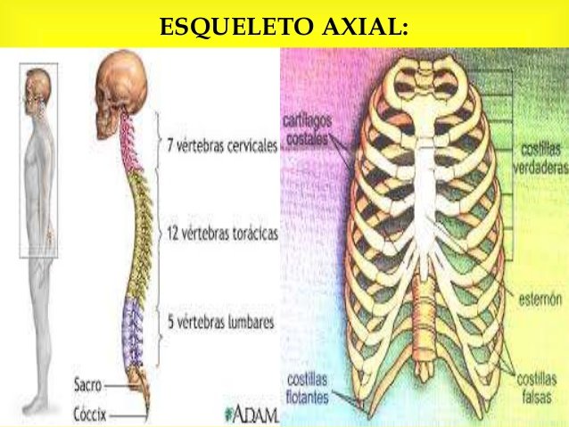 el-esqueletohumano-5-638.jpg