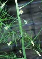 Male Aspargus flowers.jpg