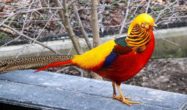 golden-pheasant-1-720x422.jpg