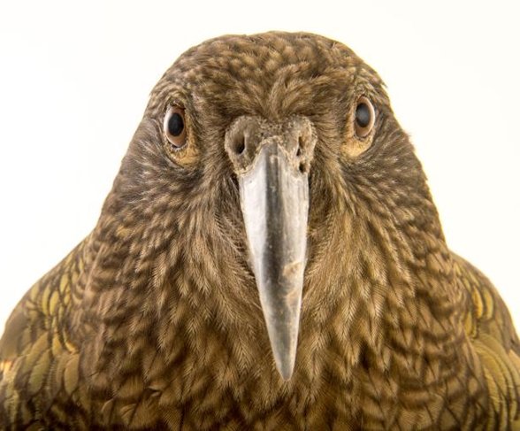 kea face sized.jpg