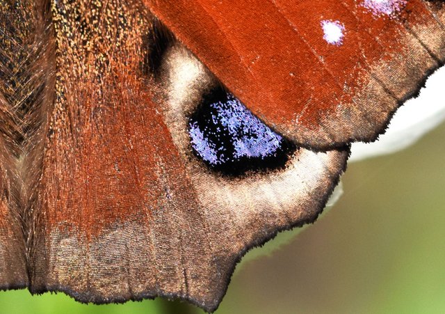 peacock butterfly 3.jpg