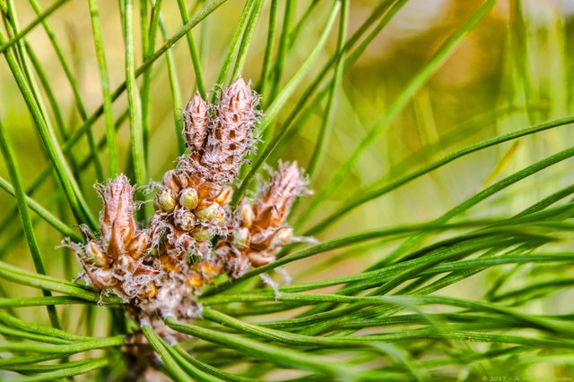 FLORA Pine Cone Bokeh Green Spring Growth Nature No People 5558.jpg