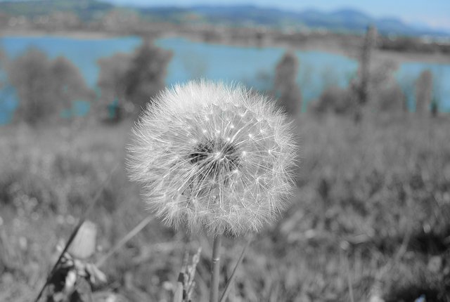 dandelion.jpg