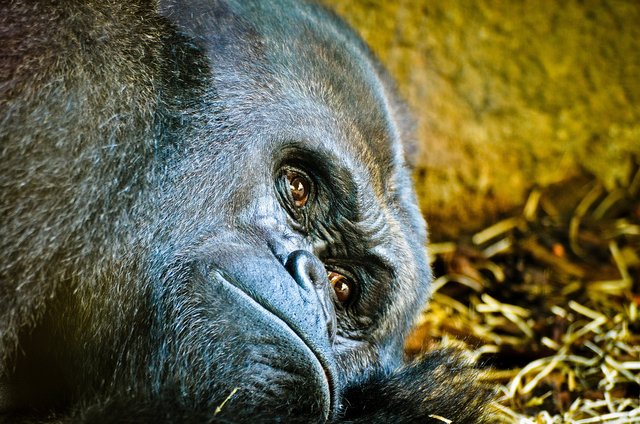 gorilla-2473031_1920.jpg