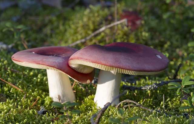 mushroom-1819794_1920.jpg