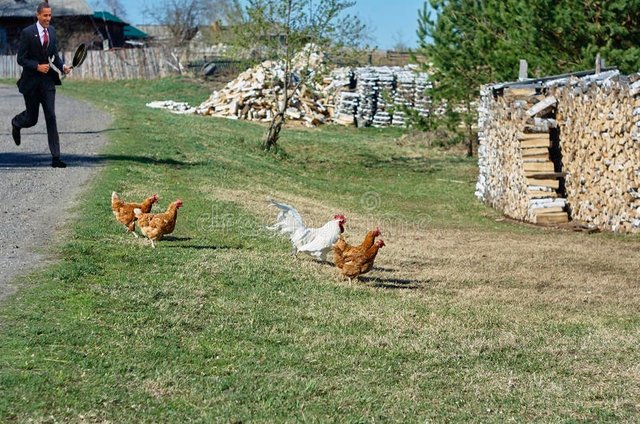 el-gallo-blanco-con-cuatro-gallinas corran.jpg