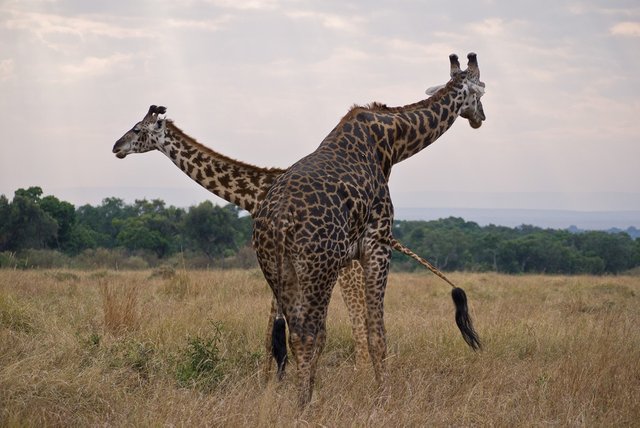 maasai-giraffe1.jpg