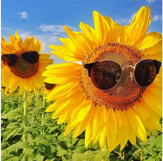 GIRASOL TUREN.png