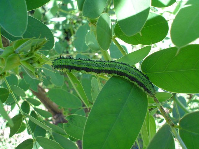 Caterpillar 01.JPG