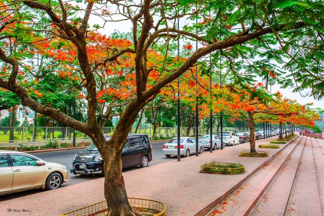 Dhaka_Krishnachura_Blossoms.jpg