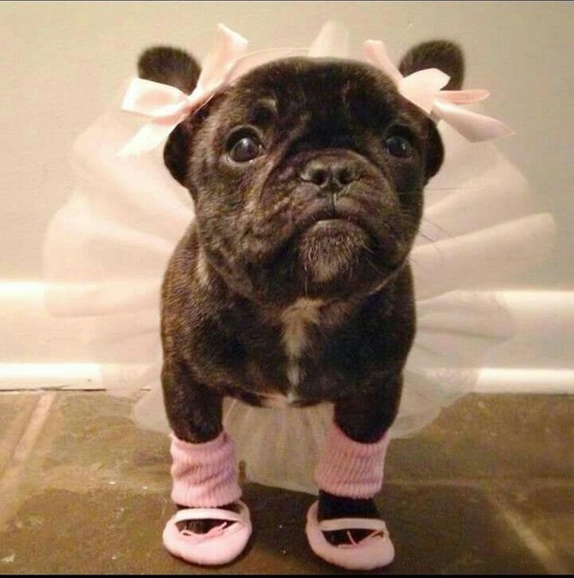 Pretty-Little-Ballerina-Dog.jpg