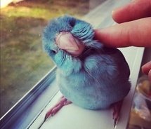 cuteparrotlet.jpg