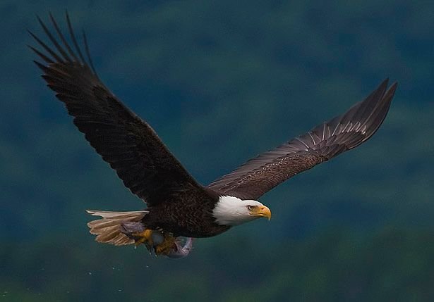 2010-bald-eagle-with-fish.jpg