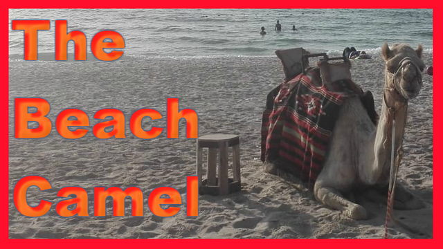 Beach Camel.png