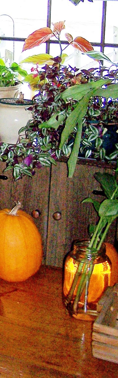 Pam in kitchen1 crop Ginger in water1 Christmas 07.jpg