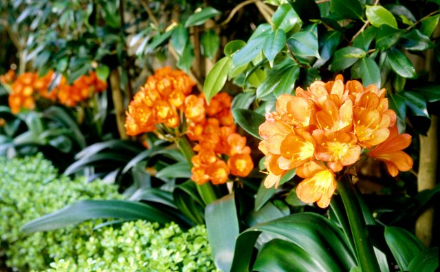 Clivia.jpg