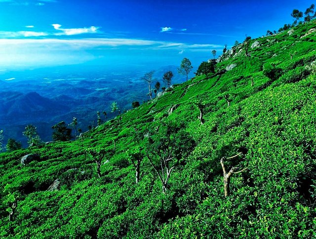 sri-lanka-haputale-tea-plantations-photo-16-01.jpeg