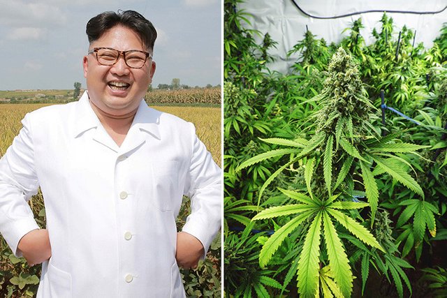 composite-north-korea-cannabis-crop.jpg