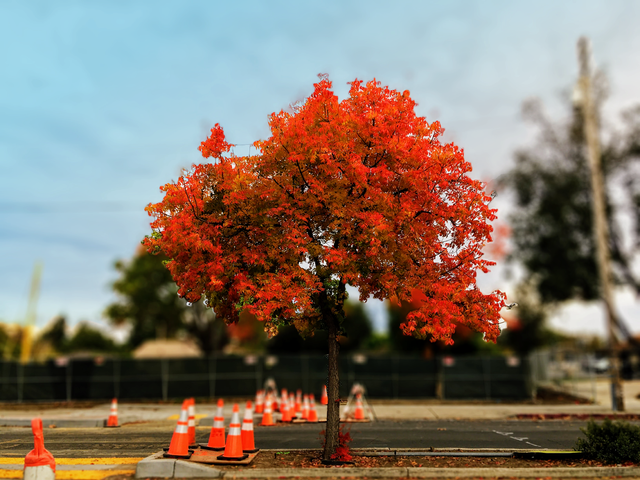 IMG_1090(RGB)(scale)(x2.000000).png
