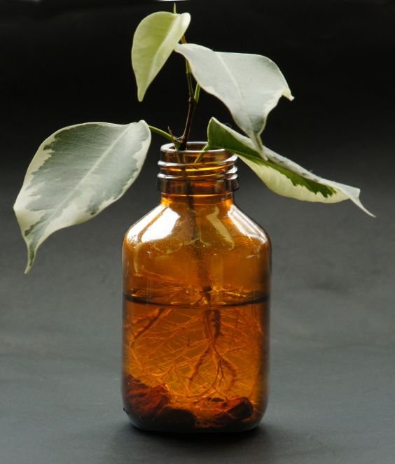Ficus cuttings_with_roots_in_a_bottle Biusch 3.0 unported.jpg