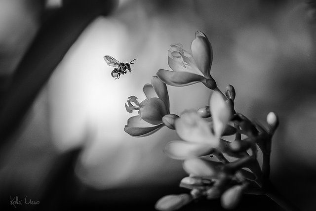 B&W macro-8215-2.jpg