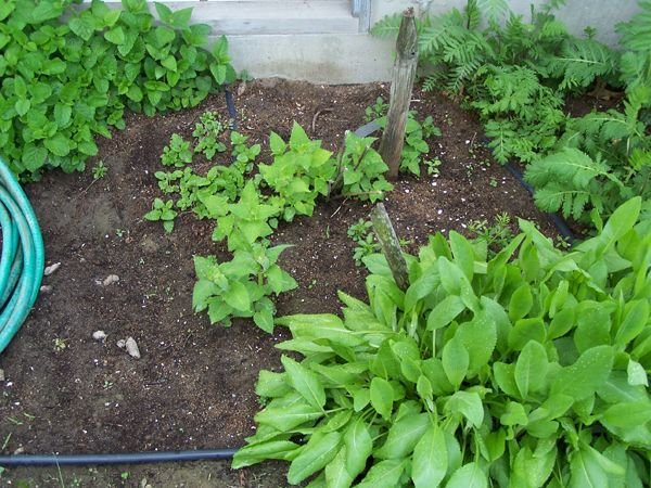 West Herb Garden - Lemon balm, bee balm, bible plant, tansy crop May 2006.jpg