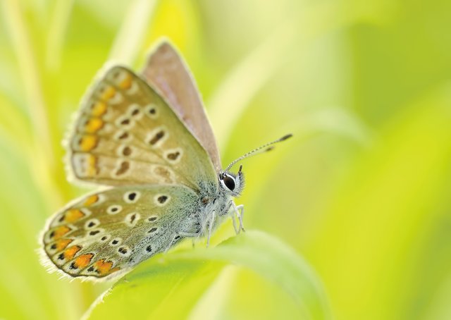 butterflies_closeup_insect.jpg